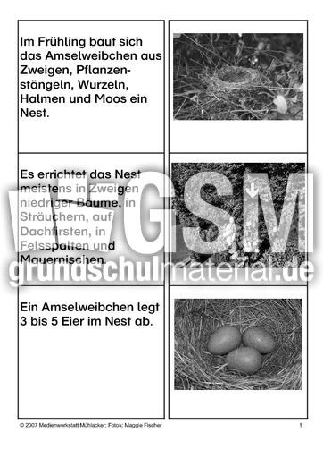 Aufzucht-der-Jungen-SW-1.pdf